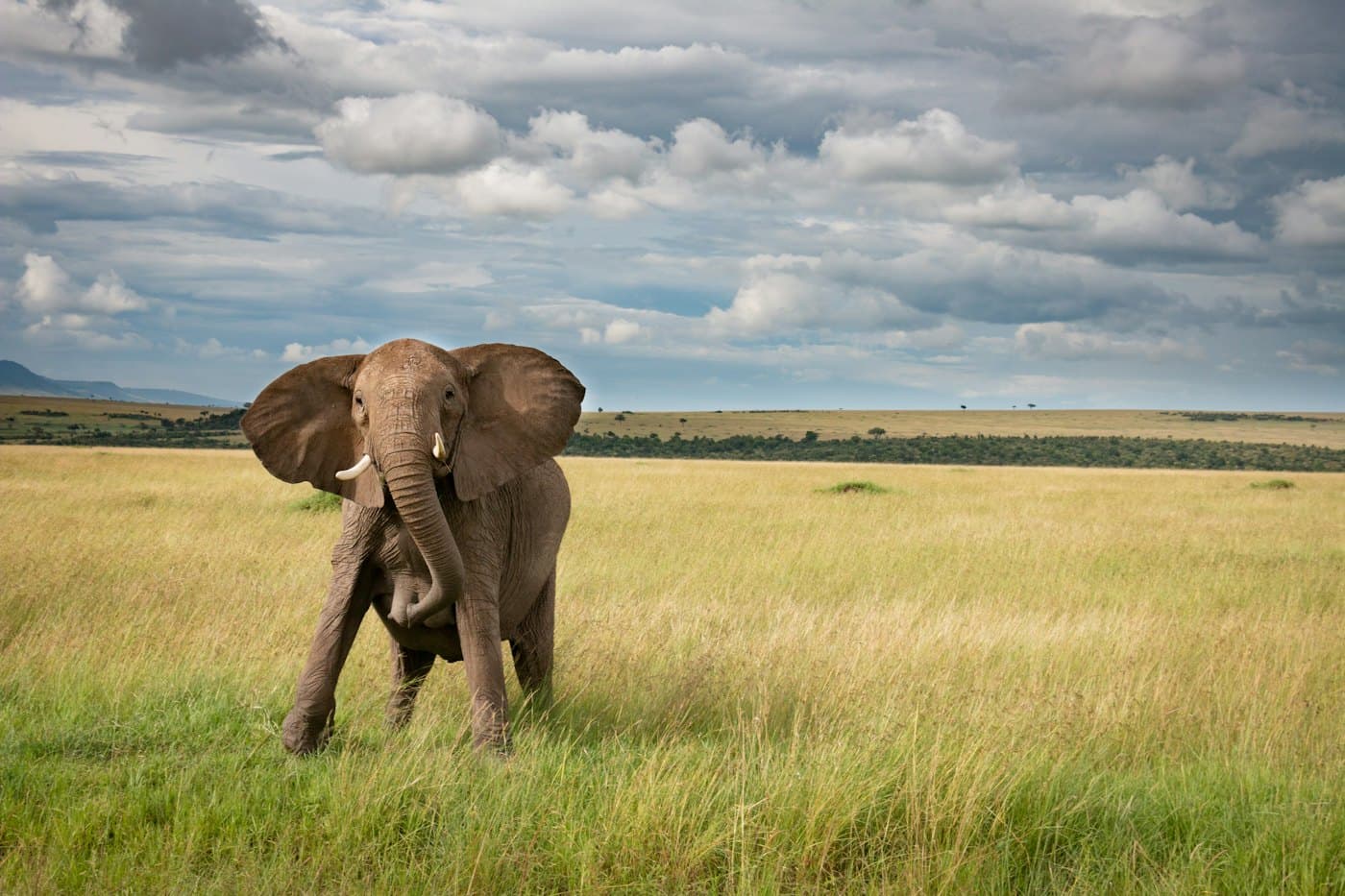 A lone elephant on open savanna under a cloudy sky