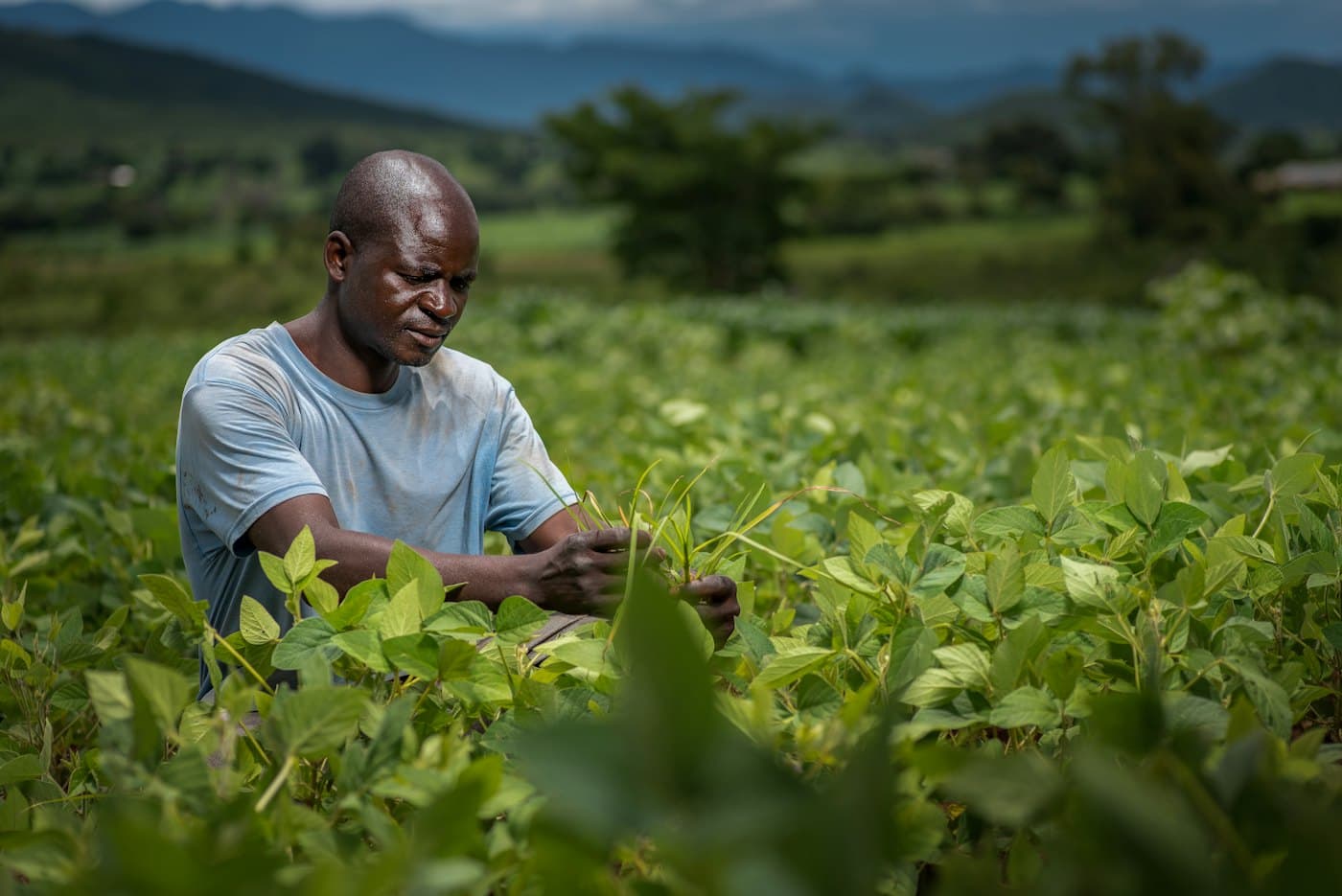 A farmer tending crops in a lush green field