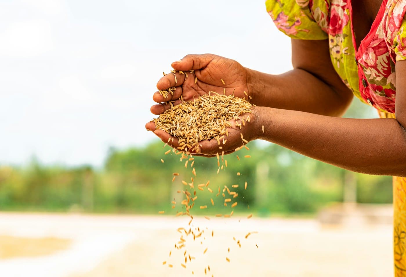 Hands letting grain fall through the fingers