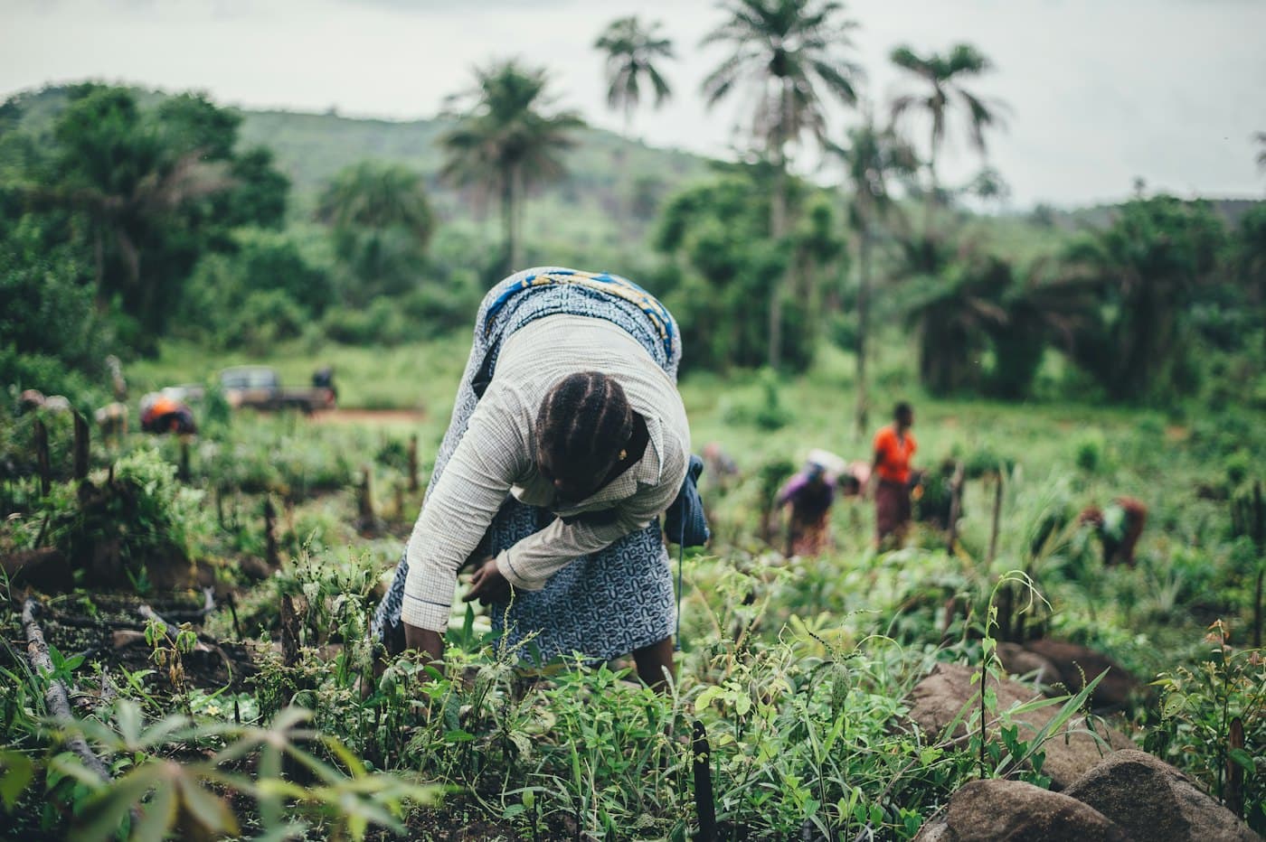 A woman bending to plant in a field