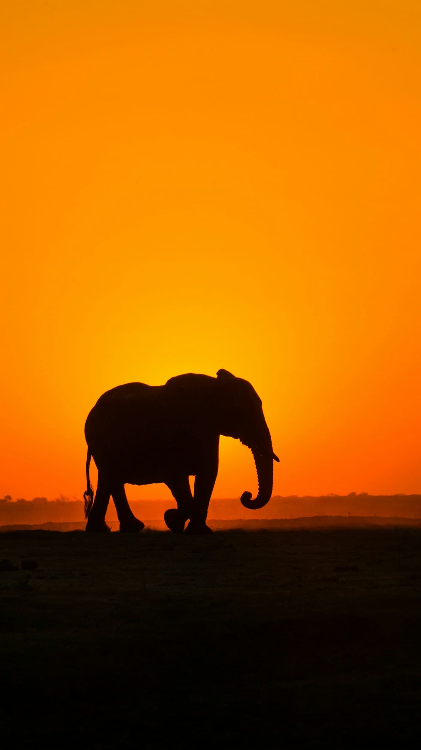 An elephant silhouetted against an orange sunset